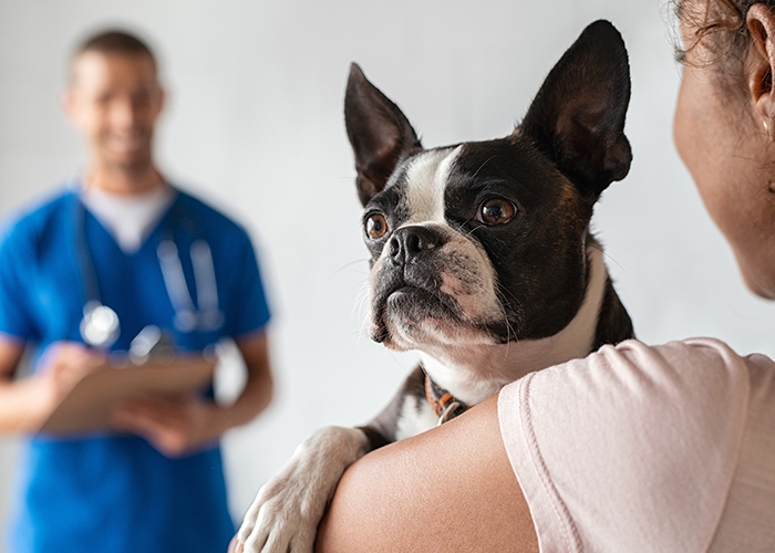 Converse com o veterinário antes de viajar com seu pet