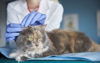 otite em cães e gatos - veterinária de jaleco branco e luvas azuis examinando a orelha de um gato persa de cor cinza