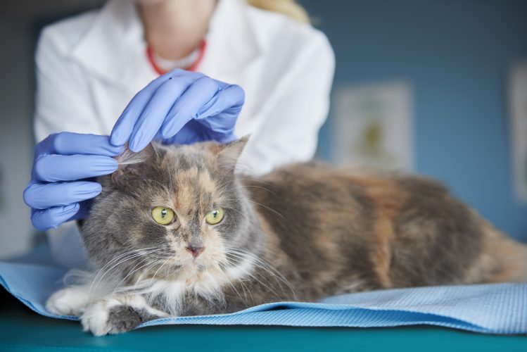 otite em cães e gatos - veterinária de jaleco branco e luvas azuis examinando a orelha de um gato persa de cor cinza