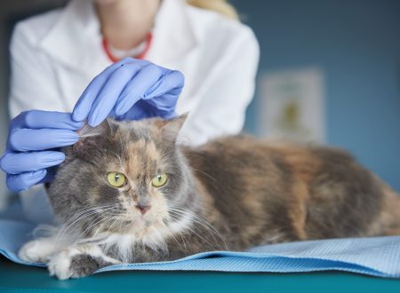 otite em cães e gatos - veterinária de jaleco branco e luvas azuis examinando a orelha de um gato persa de cor cinza