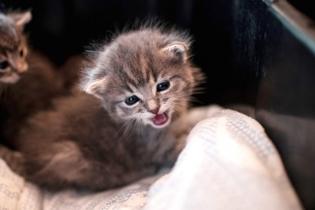 O gatinho chegou: como cuidar do filhote - Petblog