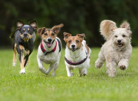 raças de cachorro mais conhecidas
