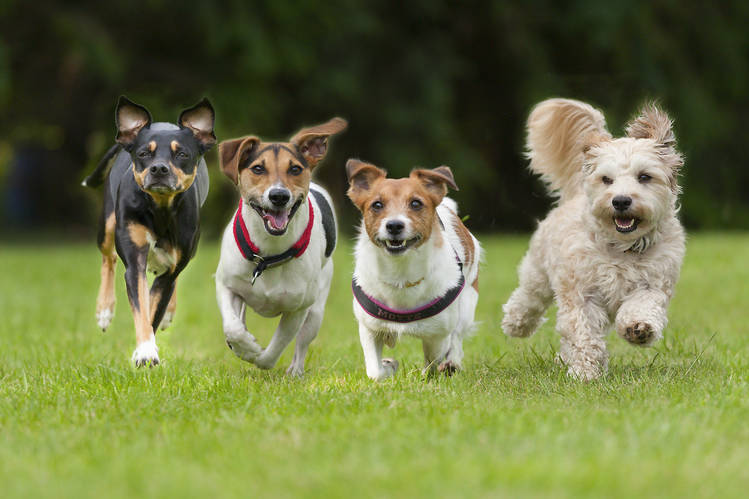 raças de cachorro mais conhecidas