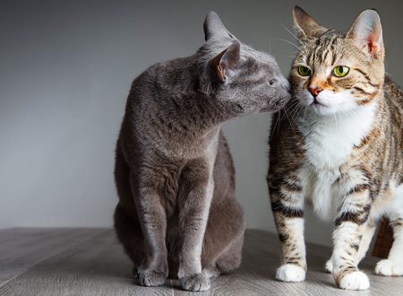adaptaçao-de-gatos