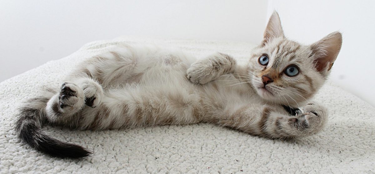 gatos fofos