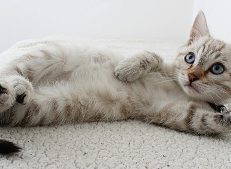 gatos fofos