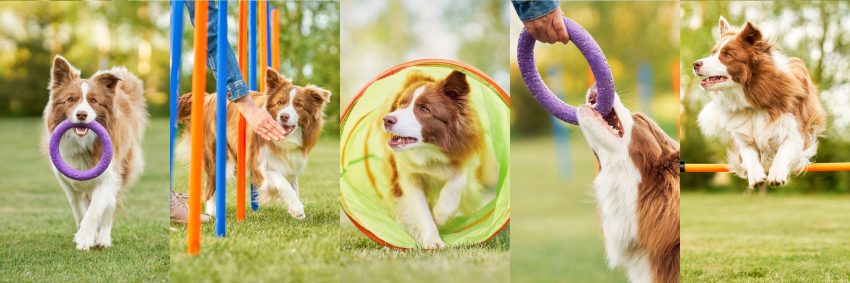 esportes caninos exercicio gato