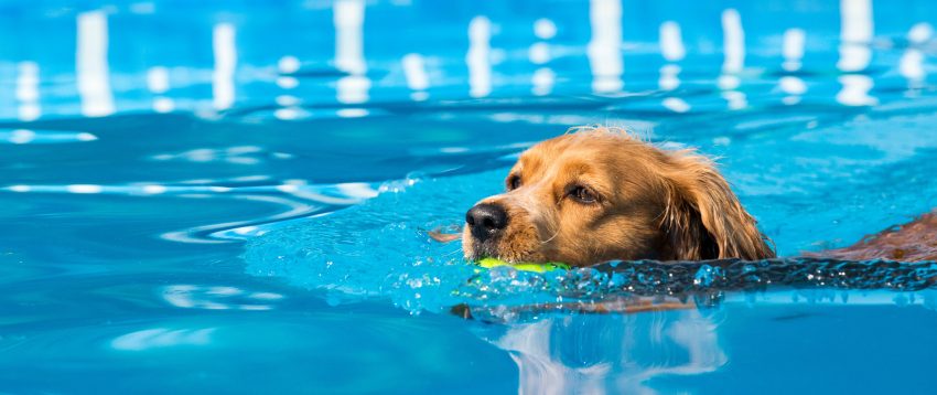 esportes caninos e exercícios para gatos