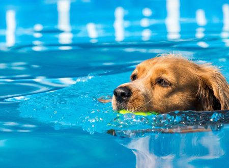 esportes caninos e exercícios para gatos