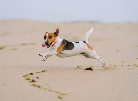 nutracêuticos veterinários