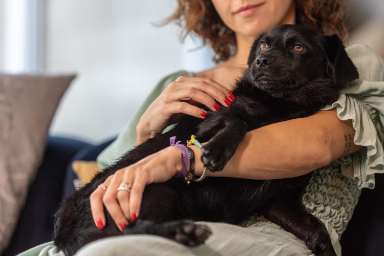 Câncer de pele em cachorro