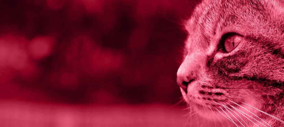 câncer de pele em gato