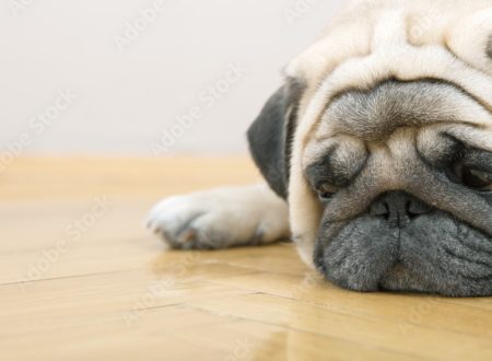 depressão animal
