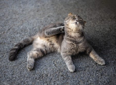 remedio de pulga para gato