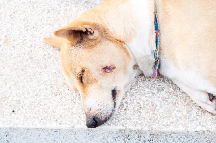 Câncer de pele em cachorro