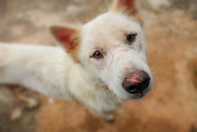 Câncer de pele em cachorro