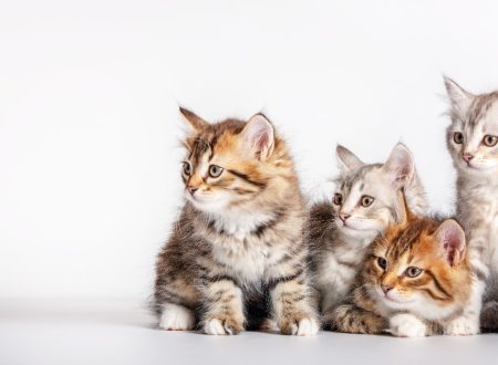 doença do gato