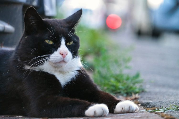 doença do gato