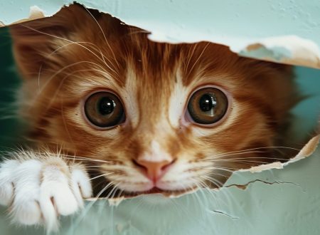arranhão de gato